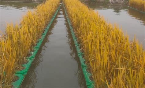 水面种植水稻浮床能用几年