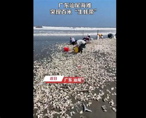 汕尾海滩突然出现大量生蚝