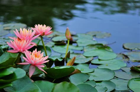 池塘里睡莲的种植方法