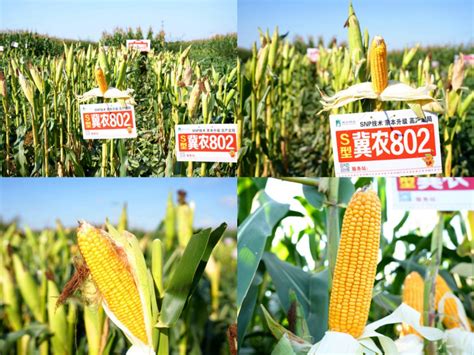河北省推广玉米品种