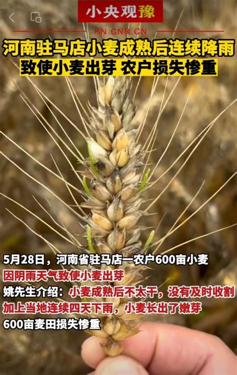 河南今年的小麦啥情况
