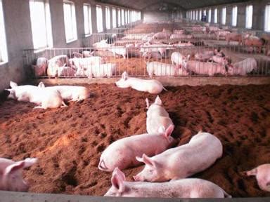 河南永城附近有养猪场