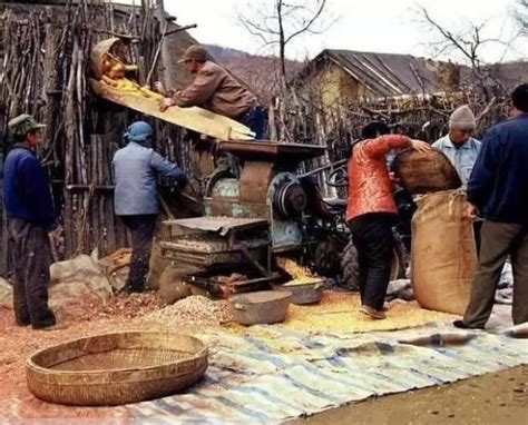 河南罗山八十年代农村割稻子