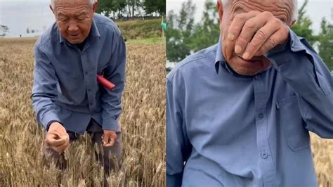 河南79岁老农捧发芽小麦抹泪