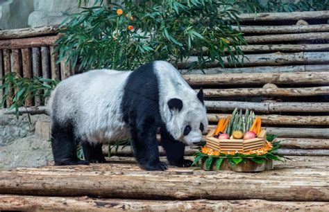 泰国熊猫林慧现在怎么样了