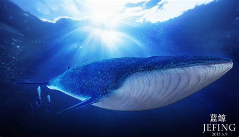 活了1000年的蓝鲸