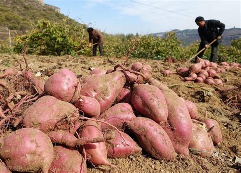 浙江农村靠种小红薯挣了几百万