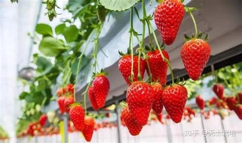 海南适合种植的草莓