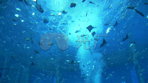 海底世界海洋动物视频