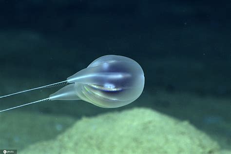 海洋深处的一些奇怪水母