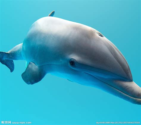 海豚有天生的吗