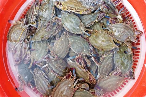 海鲜市场卖死螃蟹被罚