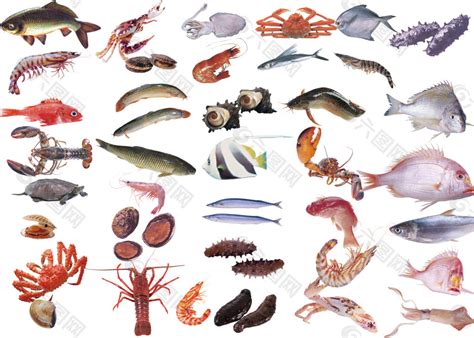 海鲜的品种大全带图片