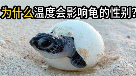 海龟为什么会变成严重畸形
