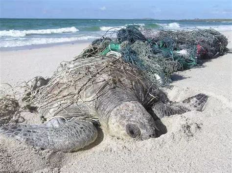 海龟受海洋污染变异
