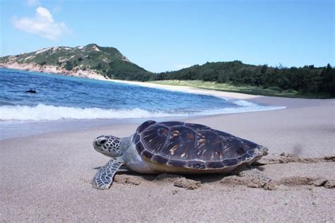 海龟是否可以在陆地生活