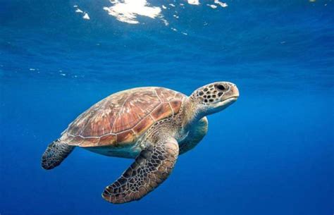 海龟未来能灭绝吗