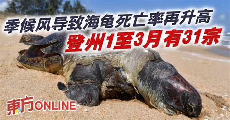 海龟每年死亡率