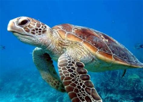 海龟濒临灭绝的原因
