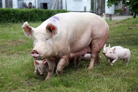 清晰的母猪与公猪养殖视频