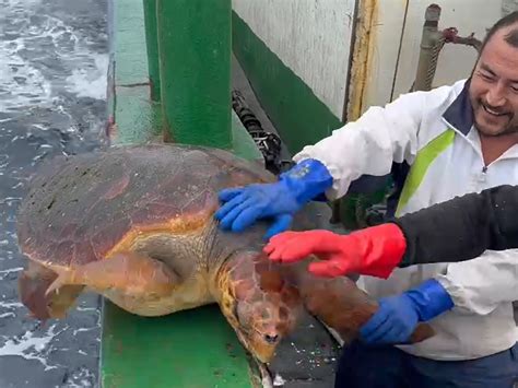 渔民捕到红海龟放生