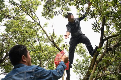 温州有人摘杨梅坠树