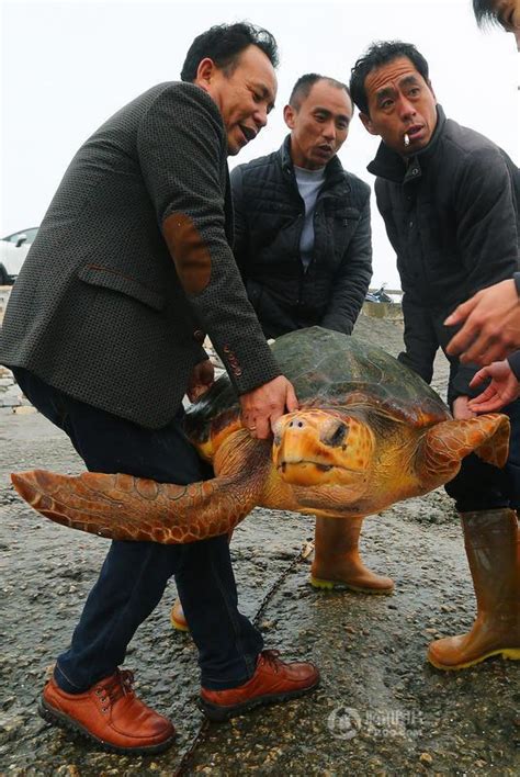 温州渔民放生迷路大海龟