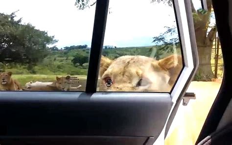 游客半路被狮子咬车门
