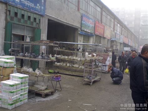 漯河鸽子交易市场位置