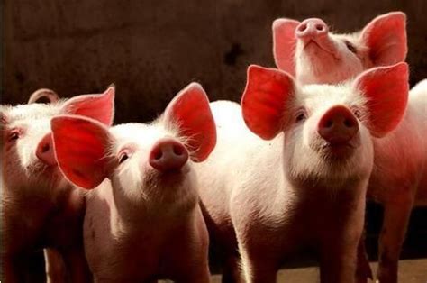 潍坊今日专家预测猪价