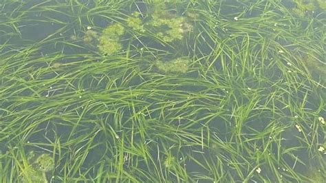 潮州哪个地方能捞水草