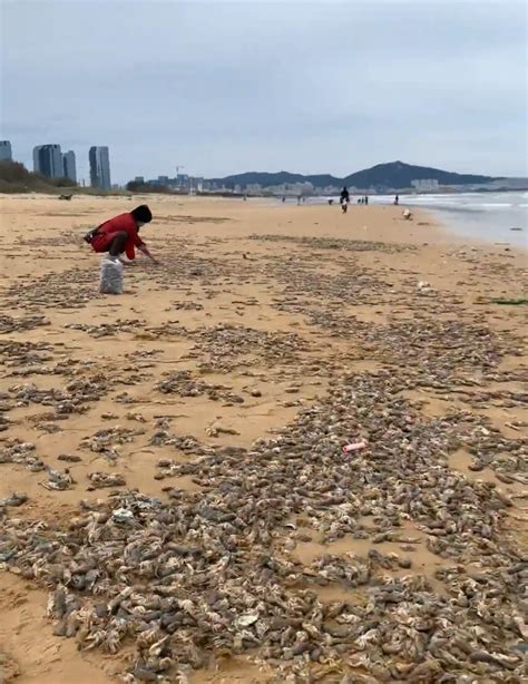 烟台女子从海滩捡30斤虾回家