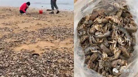 烟台海滩出现大量虾