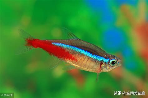 热带鱼常见种类