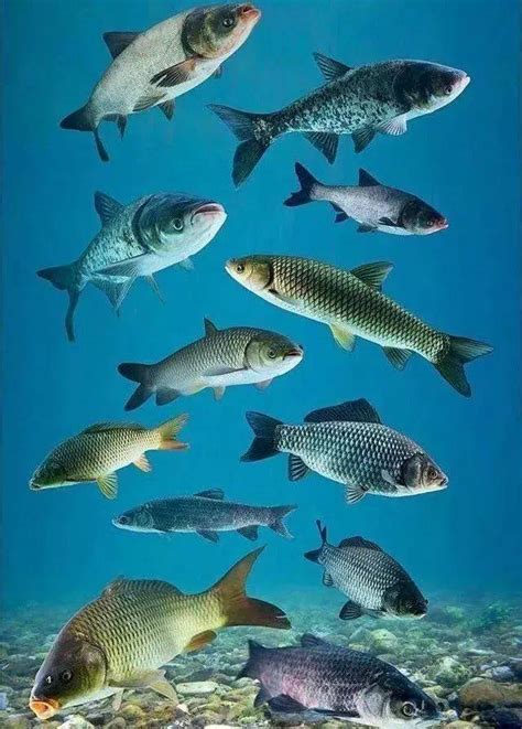热带鱼水层分布图