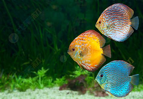 热带鱼种类和图片介绍