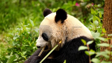 熊猫吃竹子解压视频