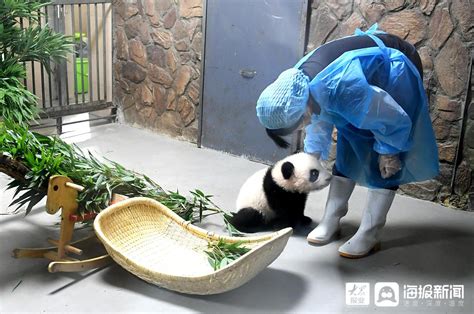 熊猫宝宝去世饲养员痛哭