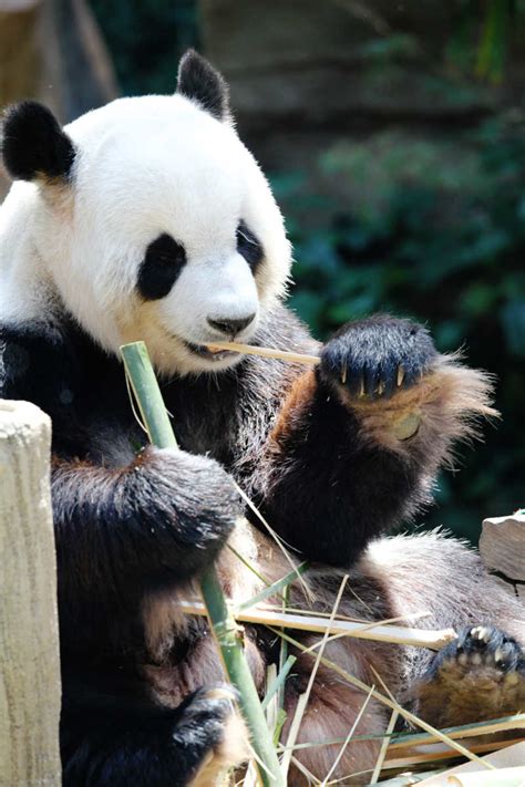熊猫家族吃竹子