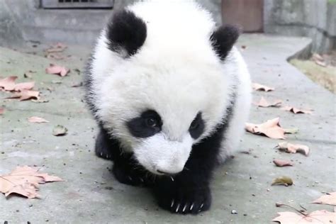 熊猫生气的样子