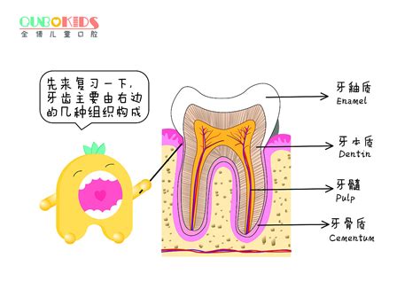 牙体结构