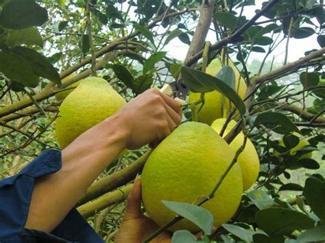 特色柚子种植方法