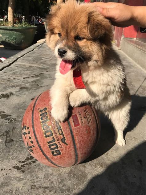 狗狗篮球赛精彩角逐4比1胜