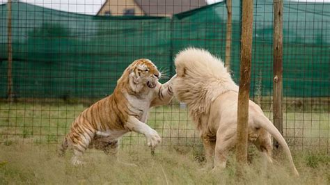 狮子和老虎谁更厉害