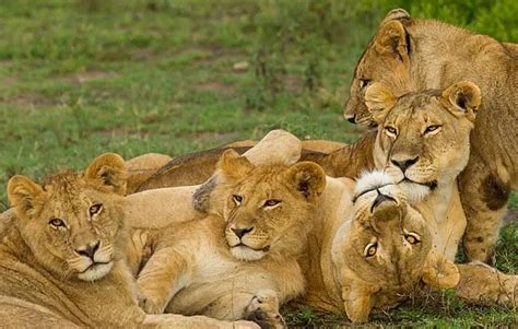 狮子老虎是群居动物吗