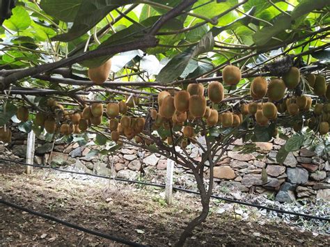 猕猴桃树家庭种植方法