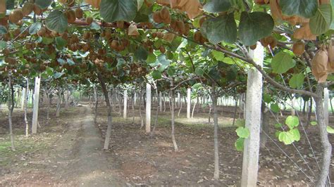 猕猴桃树适合哪里栽种