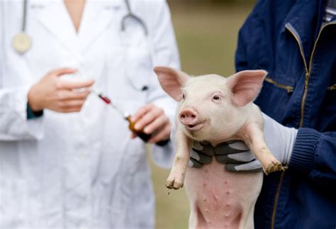 猪病科学治疗技术