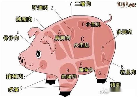 猪里脊肉是哪个部位