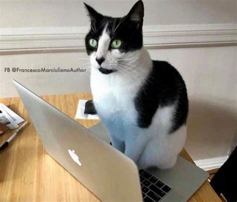 猫咪在电脑前不让老师上课
